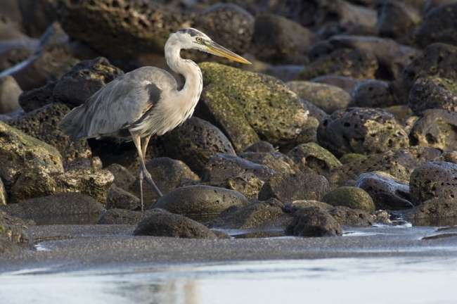 Great Blue Heron, Galapagos National Park, Ecuador
