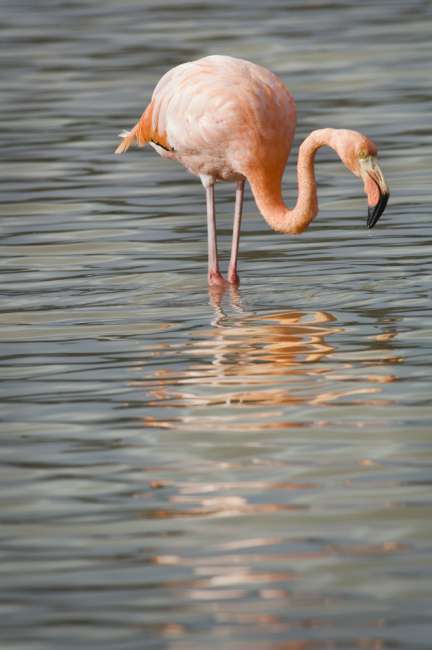 Greater Flamingo (Phoenicopterus ruber) Floreana Island, Galapagos National Park, Ecuador