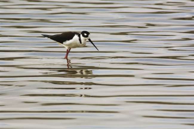 Unknown bird feeding, Galapagos National Park, Ecuador