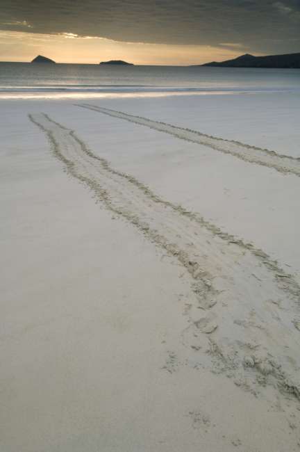 Sea Turtle tracks, Floreana Island, Galapagos National Park, Ecuador