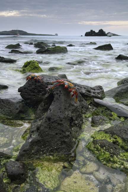 Sally Lightfoot Crabs (Grapsus grapsus) along the shoreline Espanola Island, Galapagos National Park, Ecuador