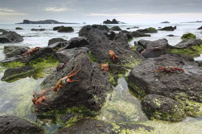 Sally Lightfoot Crabs (Grapsus grapsus) along the shoreline Espanola Island, Galapagos National Park, Ecuador