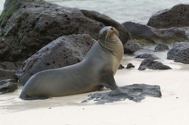 Galapagos Sea Lion (Zalophus californianus wollebacki), Galapagos National Park, Ecuador