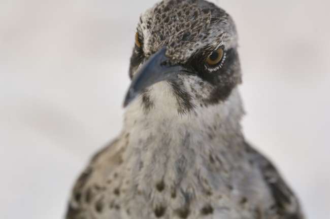 Hood Mockingbird (Nesomimus macdonaldi), Galapagos National Park, Ecuador