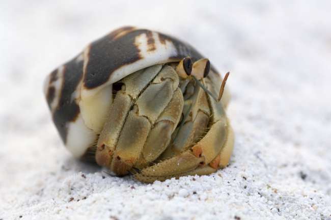Hermit crab, Galapagos National Park, Ecuador