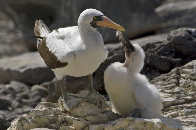 Nasca (Masked) Booby (Sula dactylatra) Espanola, Galapagos National Park, Ecuador