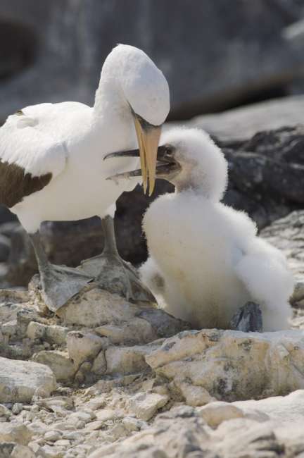 Nasca (Masked) Booby (Sula dactylatra) Espanola, Galapagos National Park, Ecuador