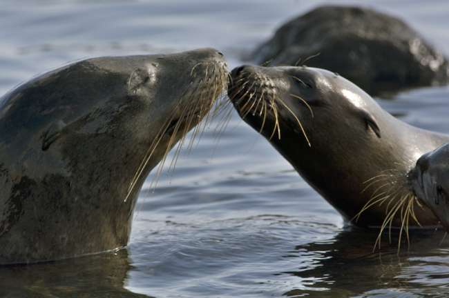 Galapagos Sea Lion (Zalophus californianus wollebacki) Espanola, Galapagos National Park, Ecuador
