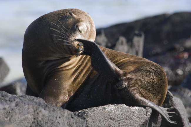 Galapagos Sea Lion (Zalophus californianus wollebacki) Espanola, Galapagos National Park, Ecuador