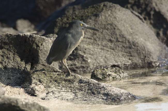 Lava Heron (Butorides sundevalli) along a beach on the island of Espanola, Galapagos National Park, Ecuador