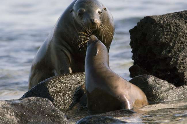 Sea Lion, Galapagos National Park, Ecuador