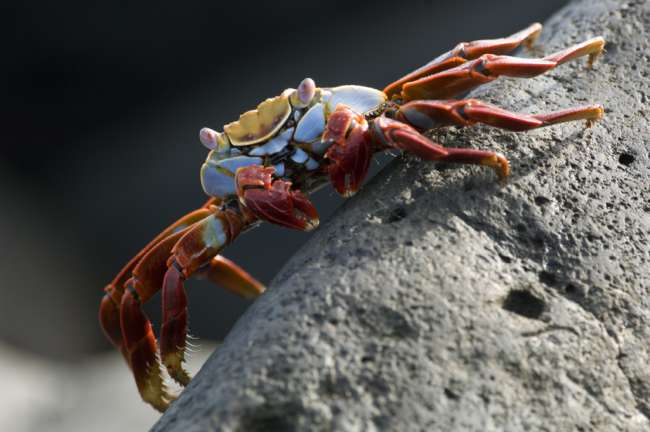 Sally Lightfoot crab, Galapagos National Park, Ecuador
