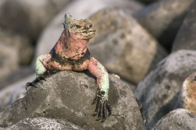 Marine Iguana (Amblyrhynchus cristatus) on the island of Espanola, Galapagos National Park, Ecuador