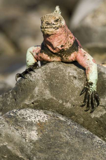 Marine Iguana, Galapagos National Park, Ecuador