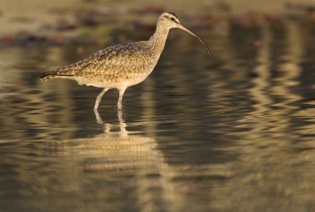Whimbrel (Numenius phaeopus hudsonicus) feeding on Santa Cruz, Galapagos National Park, Ecuador