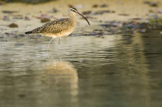 Whimbrel (Numenius phaeopus hudsonicus) feeding on Santa Cruz, Galapagos National Park, Ecuador