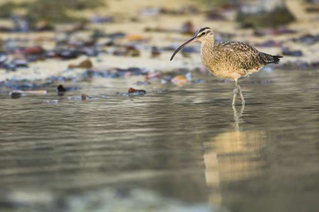 Whimbrel (Numenius phaeopus hudsonicus) feeding on Santa Cruz, Galapagos National Park, Ecuador