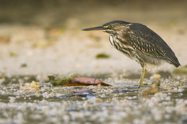 Striated Heron (Butoroides striatus), Santa Cruz, Galapagos National Park, Ecuador