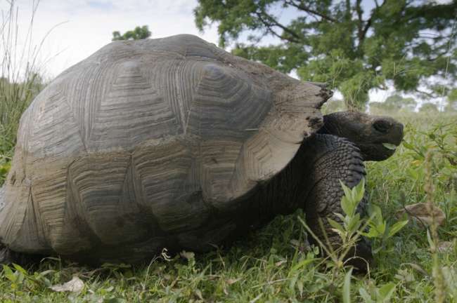 Giant Tortoise, Galapagos National Park, Ecuador