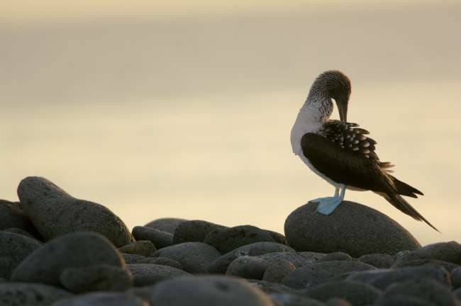 Blue-footed Booby, Galapagos National Park, Ecuador