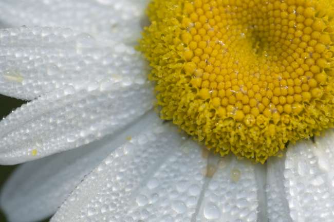 Oxeye Daisy (Chrysanthemum luecanthemum) Sunflower Family (Asteraceae) Ithaca, New York, USA 