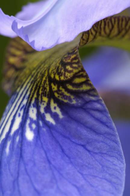 Blue Flag Iris (Iris versicolor) Iris Family (Iridaceae), New York, USA