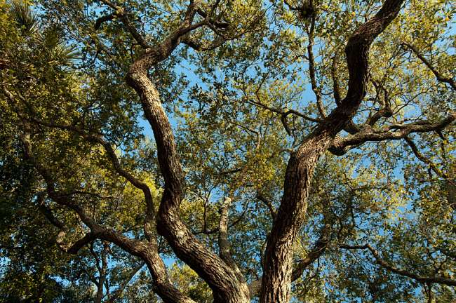 Charleston, South Carolina, USA.  Tree branches stretch out against the cloudless blue sky during early morning light.