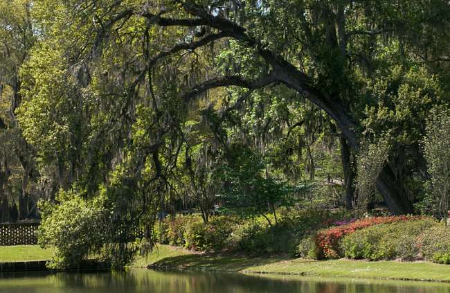 Charleston, South Carolina, USA.  A large tree stretches over a reflecting pond at MIddle Plantations.