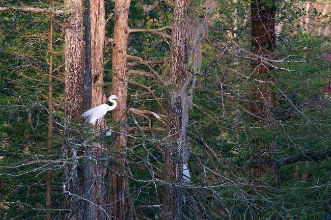 Charleston, South Carolina, USA.  An egret pershed in the Auduobon Swamp Garden at Magnolia Gardens
