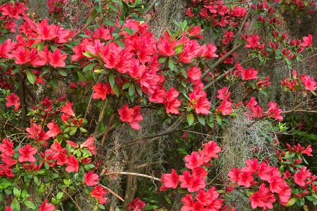 Charleston, South Carolina, USA.  Azaleas in bloom in the spring.