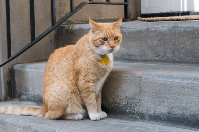 Charleston, South Carolina, USA.  A cat on the steps of a house in the historic area of Charleston.
