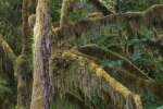 Quinault rainforest, Olympic National Park, Washington, USA