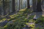Forest, Lassen Volcanic National Park, Mount Lassen, California, USA