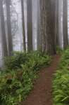 Path through the giant redwood trees shrouded in fog, Redwood National Park, California, USA