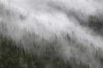 Evergreens shrouded in fog on a distant mountain, Banff National Park, Banff, Canada