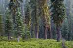 Forest, Lassen Volcanic National Park, Mount Lassen, California, USA