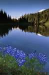 Lupine on the shore of Shadow Lake, Mount Rainier National Park, Washington, USA