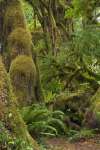 The Hoh rainforest floor, Olympic National Park, Washington, USA