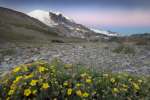 alpine glow across wildflowers looking toward the peak of Mount Rainier National Park, Washington, USA