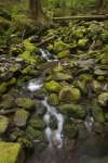 Cascading waterfall in the rainforest, Olympic National Park, Washington, USA