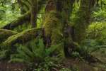 The Hoh rainforest floor, Olympic National Park, Washington, USA
