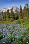 A field of wildflowers in from of Mount Rainier, Mount Rainier National Park, Washington, USA