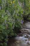 Wildflowers along Kings Creek, Lassen Volcanic National Park, Mount Lassen, California, USA