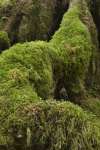 The Hoh rainforest floor, Olympic National Park, Washington, USA