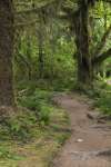 The Hoh rainforest floor and trail, Olympic National Park, Washington, USA