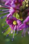 Wildflowers, Lassen Volcanic National Park, Mount Lassen, California, USA