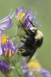 A bee pollinates wildflowers in Sequoia and Kings Canyon National Park, California, USA