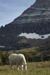 Mountain goat, Waterton Glacier International Peace Park, USA - Canada