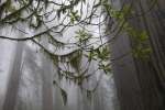 Giant redwood trees shrouded in fog, Redwood National Park, California, USA