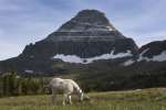 Mountain goat, Waterton Glacier International Peace Park, USA - Canada